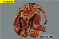 藏品(椰子蟹)的圖片